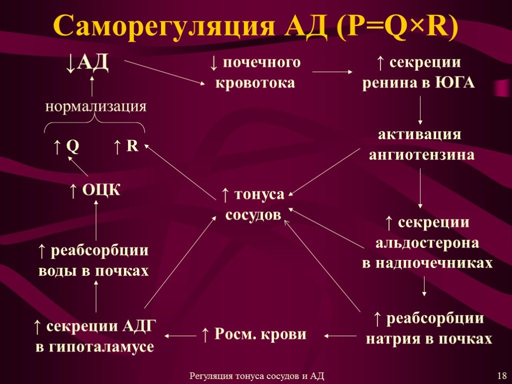 Саморегуляция АД (P=Q×R) ↓АД ↓ почечного кровотока ↑ секреции ренина в ЮГА активация ангиотензина